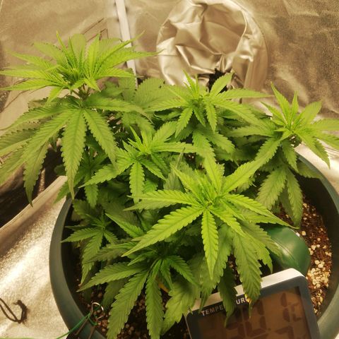 Bubble Gum + blueberry growlog timeline photo
