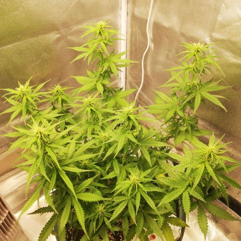Critical bilbo + critical mass + northern light growlog timeline photo