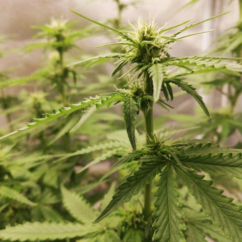 Critical bilbo + critical mass + northern light growlog timeline photo