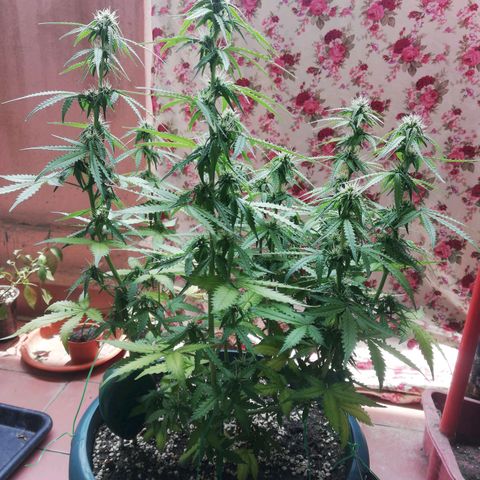 Critical bilbo + critical mass + northern light growlog timeline photo