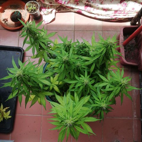 Critical bilbo + critical mass + northern light growlog timeline photo