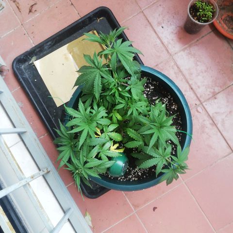 Bubble Gum + blueberry growlog timeline photo