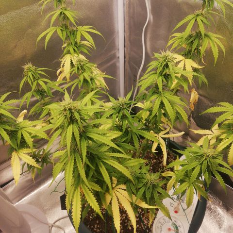 Critical bilbo + critical mass + northern light growlog timeline photo
