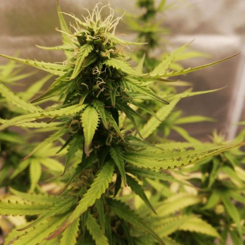 Critical bilbo + critical mass + northern light growlog timeline photo
