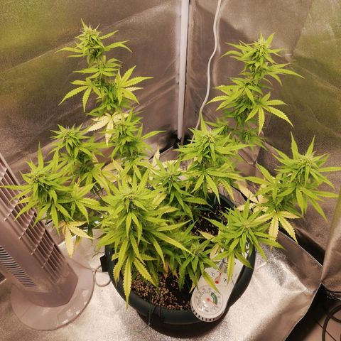 Critical bilbo + critical mass + northern light growlog timeline photo