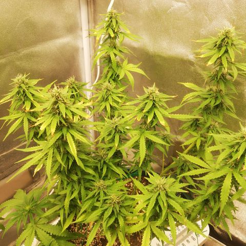 Critical bilbo + critical mass + northern light growlog timeline photo