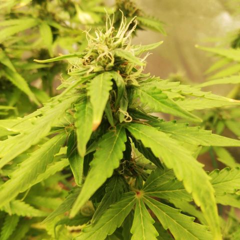 Critical bilbo + critical mass + northern light growlog timeline photo