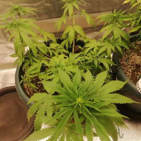 Bubble Gum + blueberry growlog timeline photo