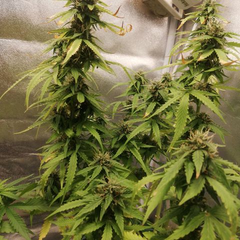 Critical bilbo + critical mass + northern light growlog timeline photo