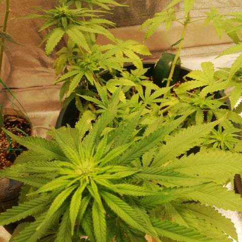 Bubble Gum + blueberry growlog timeline photo