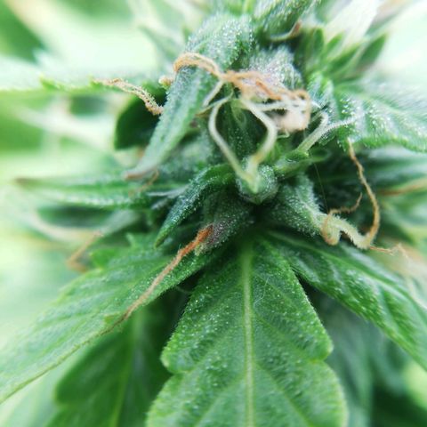 Critical bilbo + critical mass + northern light growlog timeline photo