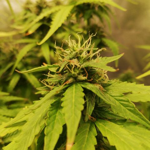 Critical bilbo + critical mass + northern light growlog timeline photo