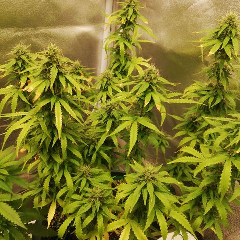 Critical bilbo + critical mass + northern light growlog timeline photo