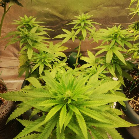 Bubble Gum + blueberry growlog timeline photo