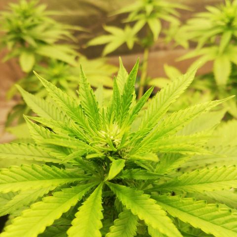 Bubble Gum + blueberry growlog timeline photo