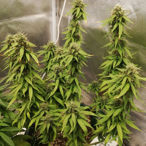 Critical bilbo + critical mass + northern light growlog timeline photo