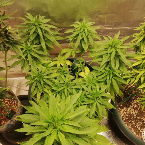 Bubble Gum + blueberry growlog timeline photo