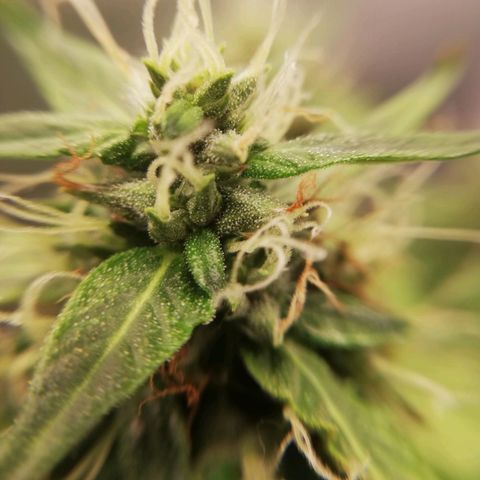 Critical bilbo + critical mass + northern light growlog timeline photo