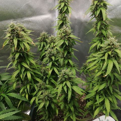 Critical bilbo + critical mass + northern light growlog timeline photo