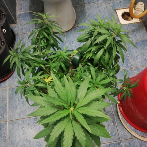 Bubble Gum + blueberry growlog timeline photo