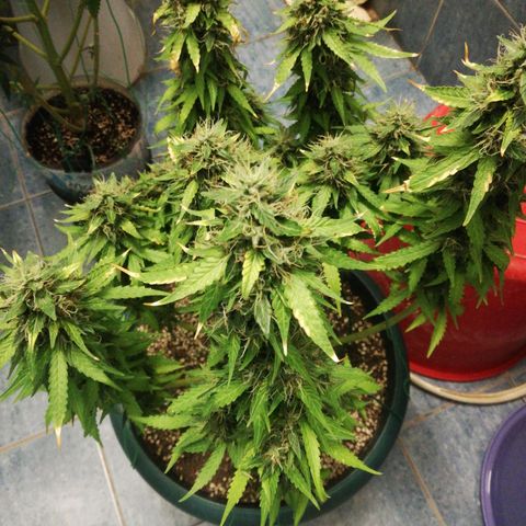 Critical bilbo + critical mass + northern light growlog timeline photo