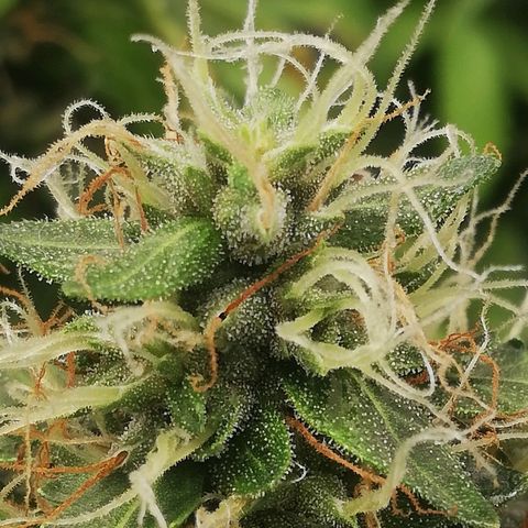 Critical bilbo + critical mass + northern light growlog timeline photo