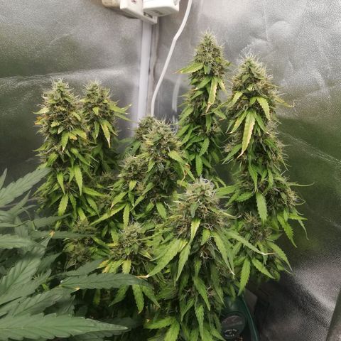 Critical bilbo + critical mass + northern light growlog timeline photo