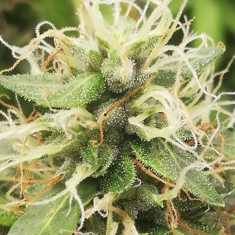 Critical bilbo + critical mass + northern light growlog timeline photo