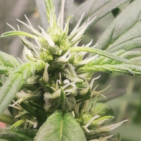Bubble Gum + blueberry growlog timeline photo
