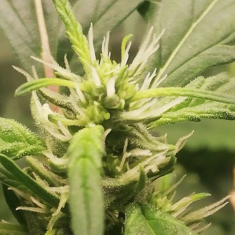 Bubble Gum + blueberry growlog timeline photo