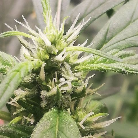 Bubble Gum + blueberry growlog timeline photo