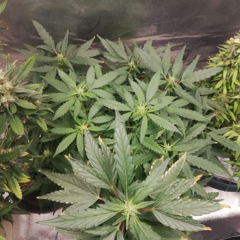 Bubble Gum + blueberry growlog timeline photo