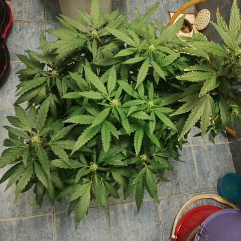 Bubble Gum + blueberry growlog timeline photo