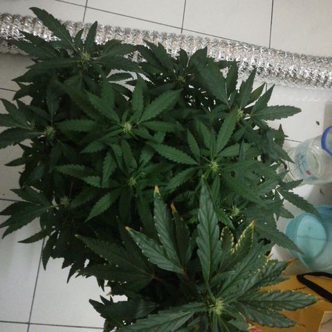 Bubble Gum + blueberry growlog timeline photo