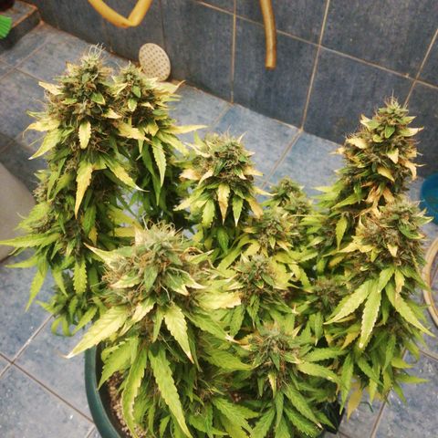 Critical bilbo + critical mass + northern light growlog timeline photo