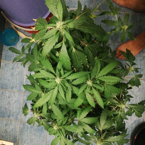 Bubble Gum + blueberry growlog timeline photo