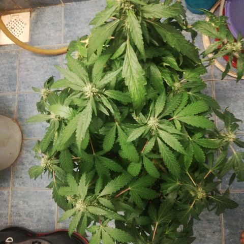 Bubble Gum + blueberry growlog timeline photo