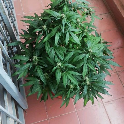 Bubble Gum + blueberry growlog timeline photo