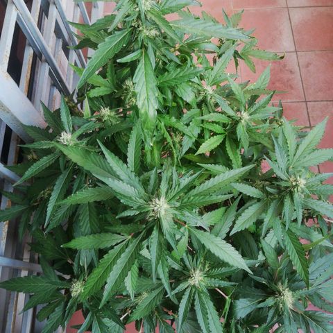 Bubble Gum + blueberry growlog timeline photo