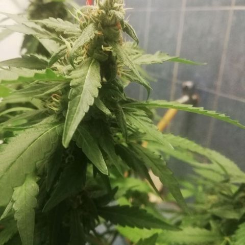 Bubble Gum + blueberry growlog timeline photo