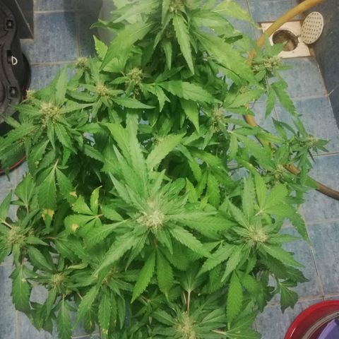Bubble Gum + blueberry growlog timeline photo