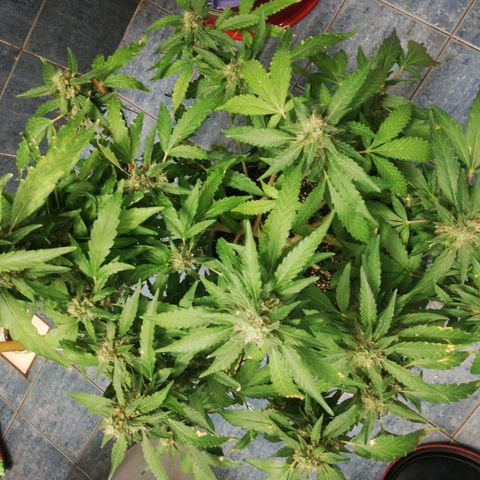 Bubble Gum + blueberry growlog timeline photo
