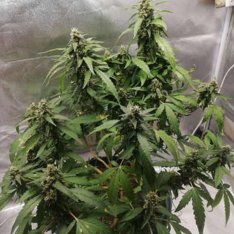 Bubble Gum + blueberry growlog timeline photo