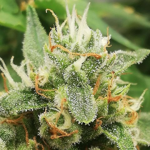 Bubble Gum + blueberry growlog timeline photo
