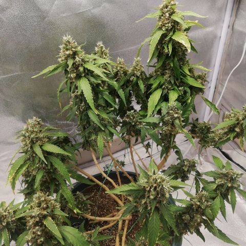 Bubble Gum + blueberry growlog timeline photo