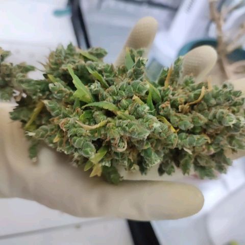 Bubble Gum + blueberry growlog timeline photo