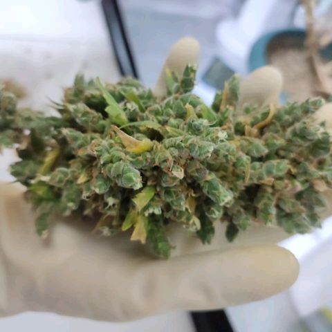 Bubble Gum + blueberry growlog timeline photo