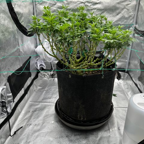 Granddaddy Purple growlog timeline photo