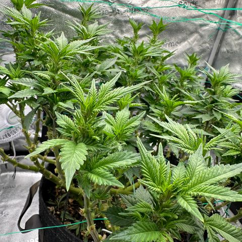 Granddaddy Purple growlog timeline photo