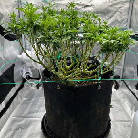 Granddaddy Purple growlog timeline photo